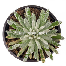 Cargar imagen en el visor de la galería, Senecio scaposus - ø 8.5 cm - Sucunatura. Plantas crassulas como echeveria, kalanchoe, sedum, sempervivum, graptoveria y aeonium.
