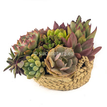 Load image into Gallery viewer, Kushe papai - Sucunatura. Plantas crassulas como echeveria, kalanchoe, sedum, sempervivum, graptoveria y aeonium.
