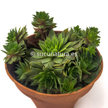 Load image into Gallery viewer, Sempervivum form Bouquet - ø 10.5 cm - Sucunatura. Plantas crassulas como echeveria, kalanchoe, sedum, sempervivum, graptoveria y aeonium.
