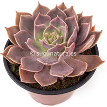 Cargar imagen en el visor de la galería, Echeveria Rob Roy - ø 10.5 cm - Sucunatura. Plantas crassulas como echeveria, kalanchoe, sedum, sempervivum, graptoveria y aeonium.
