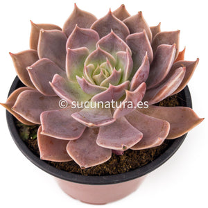 Echeveria Rob Roy - ø 10.5 cm - Sucunatura. Plantas crassulas como echeveria, kalanchoe, sedum, sempervivum, graptoveria y aeonium.