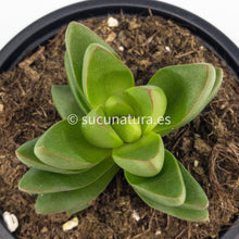 Cargar imagen en el visor de la galería, Crassula Benjamin - ø 10.5 cm - Sucunatura. Plantas crassulas como echeveria, kalanchoe, sedum, sempervivum, graptoveria y aeonium.
