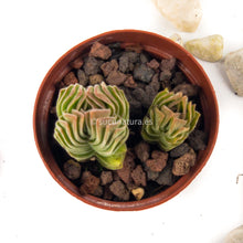 Cargar imagen en el visor de la galería, Crassula Pyramidalis (Templo de Buda) - ø 5.5 cm - Sucunatura. Plantas crassulas como echeveria, kalanchoe, sedum, sempervivum, graptoveria y aeonium.
