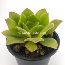 Cargar imagen en el visor de la galería, Aeonium Longithyrsum - ø 10.5 cm - Sucunatura. Plantas crassulas como echeveria, kalanchoe, sedum, sempervivum, graptoveria y aeonium.
