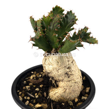 Cargar imagen en el visor de la galería, Euphorbia Stellata - ø 12 cm - Sucunatura. Plantas crassulas como echeveria, kalanchoe, sedum, sempervivum, graptoveria y aeonium.
