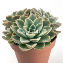 Cargar imagen en el visor de la galería, Echeveria Fantome form bouquet - ø 14 cm - Sucunatura. Plantas crassulas como echeveria, kalanchoe, sedum, sempervivum, graptoveria y aeonium.
