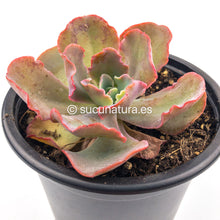 Cargar imagen en el visor de la galería, Echeveria Curly Locks - ø 10.5 cm - Sucunatura. Plantas crassulas como echeveria, kalanchoe, sedum, sempervivum, graptoveria y aeonium.
