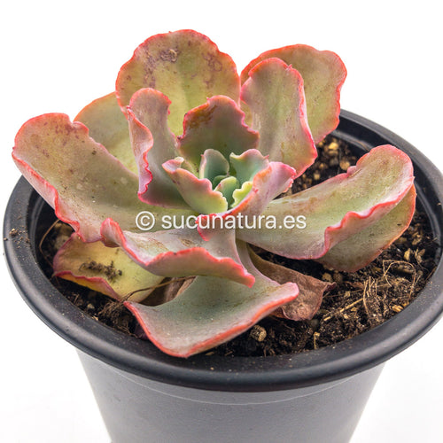 Echeveria Curly Locks - ø 10.5 cm - Sucunatura. Plantas crassulas como echeveria, kalanchoe, sedum, sempervivum, graptoveria y aeonium.