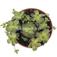 Cargar imagen en el visor de la galería, Orostachys Boehmerii - ø 5.5 cm - Sucunatura. Plantas crassulas como echeveria, kalanchoe, sedum, sempervivum, graptoveria y aeonium.
