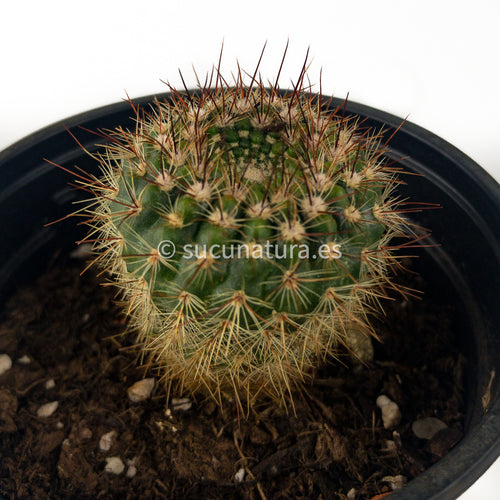 Notocactus Schlosseri - ø 8.5 cm - Sucunatura. Plantas crassulas como echeveria, kalanchoe, sedum, sempervivum, graptoveria y aeonium.