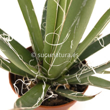 Cargar imagen en el visor de la galería, Agave Filifera - ø 8.5 cm - Sucunatura. Plantas crassulas como echeveria, kalanchoe, sedum, sempervivum, graptoveria y aeonium.
