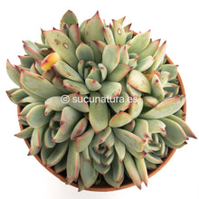 Cargar imagen en el visor de la galería, Echeveria Chihuahuensis form bouquet- ø 14 cm - Sucunatura. Plantas crassulas como echeveria, kalanchoe, sedum, sempervivum, graptoveria y aeonium.
