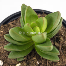 Cargar imagen en el visor de la galería, Crassula Benjamin - ø 10.5 cm - Sucunatura. Plantas crassulas como echeveria, kalanchoe, sedum, sempervivum, graptoveria y aeonium.
