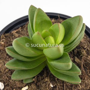 Crassula Benjamin - ø 10.5 cm - Sucunatura. Plantas crassulas como echeveria, kalanchoe, sedum, sempervivum, graptoveria y aeonium.