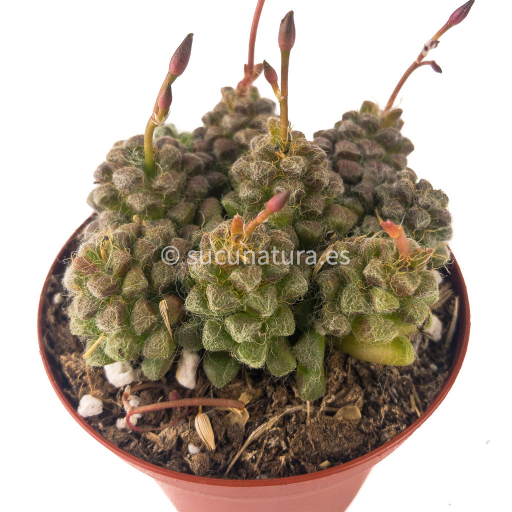Anacampseros Filamentosa - ø 8.5 cm - Sucunatura. Plantas crassulas como echeveria, kalanchoe, sedum, sempervivum, graptoveria y aeonium.