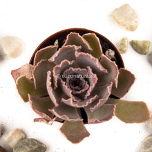 Cargar imagen en el visor de la galería, Echeveria shaviana - ø 5.5 cm - Sucunatura. Plantas crassulas como echeveria, kalanchoe, sedum, sempervivum, graptoveria y aeonium.
