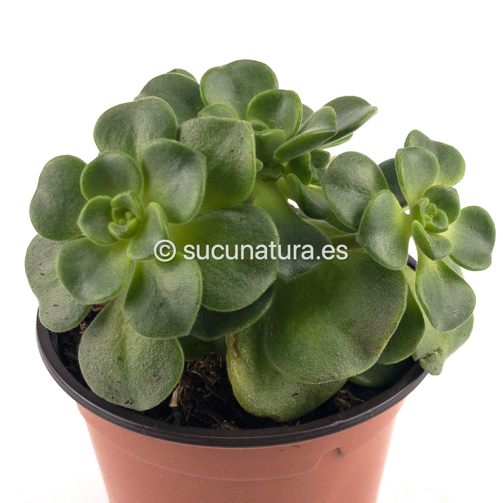 Aeonium Lily Pad - ø 10.5 cm - Sucunatura. Plantas crassulas como echeveria, kalanchoe, sedum, sempervivum, graptoveria y aeonium.