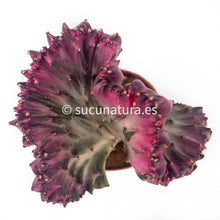 Load image into Gallery viewer, Euphorbia lactea cristata injerto pink (cactus catedral, también llamada African milk)- ø 8.5 cm - Sucunatura. Plantas crassulas como echeveria, kalanchoe, sedum, sempervivum, graptoveria y aeonium.
