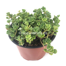 Cargar imagen en el visor de la galería, Sedum Spathulifolium - ø 10.5 cm - Sucunatura. Plantas crassulas como echeveria, kalanchoe, sedum, sempervivum, graptoveria y aeonium.
