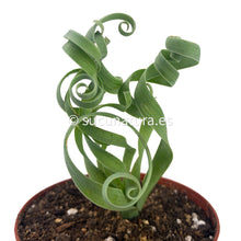 Cargar imagen en el visor de la galería, Albuca Concordiana - ø 8.5 cm - Sucunatura. Plantas crassulas como echeveria, kalanchoe, sedum, sempervivum, graptoveria y aeonium.
