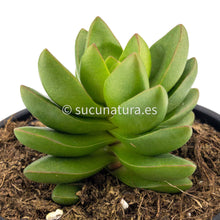 Cargar imagen en el visor de la galería, Crassula Benjamin - ø 10.5 cm - Sucunatura. Plantas crassulas como echeveria, kalanchoe, sedum, sempervivum, graptoveria y aeonium.
