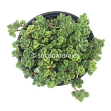 Load image into Gallery viewer, Sedum Spathulifolium - ø 10.5 cm - Sucunatura. Plantas crassulas como echeveria, kalanchoe, sedum, sempervivum, graptoveria y aeonium.
