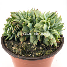 Cargar imagen en el visor de la galería, Echeveria Kirov Cristata - ø 10.5 cm - Sucunatura. Plantas crassulas como echeveria, kalanchoe, sedum, sempervivum, graptoveria y aeonium.
