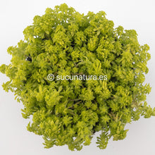 Load image into Gallery viewer, Sedum Japonicum “Tokyo Sun” - ø 10.5 cm - Sucunatura. Plantas crassulas como echeveria, kalanchoe, sedum, sempervivum, graptoveria y aeonium.
