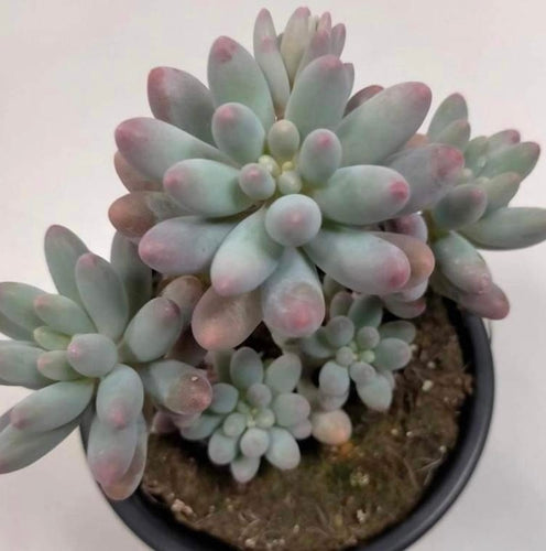 Pachyphytum Ssp - ø 10.5 cm - Sucunatura. Plantas crassulas como echeveria, kalanchoe, sedum, sempervivum, graptoveria y aeonium.