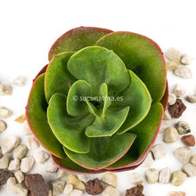 Cargar imagen en el visor de la galería, Echeveria Mandala - ø 10.5 cm - Sucunatura. Plantas crassulas como echeveria, kalanchoe, sedum, sempervivum, graptoveria y aeonium.
