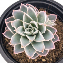 Load image into Gallery viewer, Echeveria Spark - ø 10.5 cm - Sucunatura. Plantas crassulas como echeveria, kalanchoe, sedum, sempervivum, graptoveria y aeonium.
