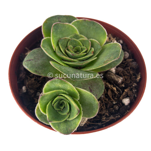 Greenovia - ø 8.5 cm - Sucunatura. Plantas crassulas como echeveria, kalanchoe, sedum, sempervivum, graptoveria y aeonium.