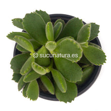 Cargar imagen en el visor de la galería, Cotyledon Tomentosa (Garritas de oso) - ø 10.5 cm - Sucunatura. Plantas crassulas como echeveria, kalanchoe, sedum, sempervivum, graptoveria y aeonium.
