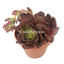 Cargar imagen en el visor de la galería, Echeveria Red Prince form bouquet - ø 14 cm - Sucunatura. Plantas crassulas como echeveria, kalanchoe, sedum, sempervivum, graptoveria y aeonium.
