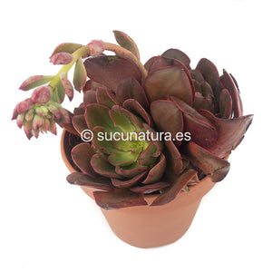 Echeveria Red Prince form bouquet - ø 14 cm - Sucunatura. Plantas crassulas como echeveria, kalanchoe, sedum, sempervivum, graptoveria y aeonium.