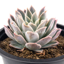 Cargar imagen en el visor de la galería, Echeveria Spark - ø 10.5 cm - Sucunatura. Plantas crassulas como echeveria, kalanchoe, sedum, sempervivum, graptoveria y aeonium.
