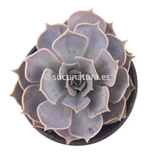 Cargar imagen en el visor de la galería, Echeveria Lilacina - ø 10.5 cm - Sucunatura. Plantas crassulas como echeveria, kalanchoe, sedum, sempervivum, graptoveria y aeonium.
