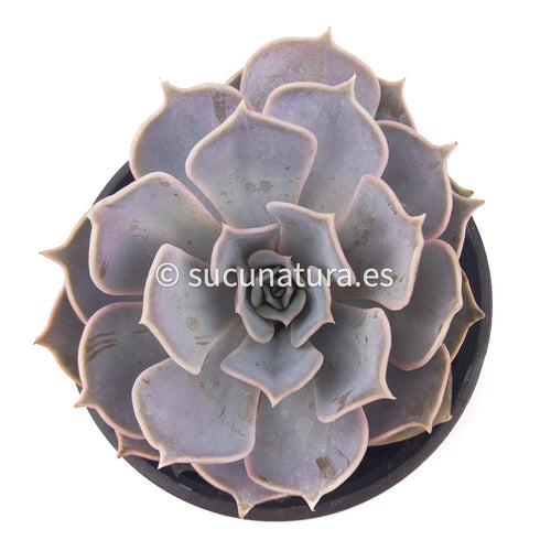 Echeveria Lilacina - ø 10.5 cm - Sucunatura. Plantas crassulas como echeveria, kalanchoe, sedum, sempervivum, graptoveria y aeonium.