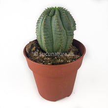 Load image into Gallery viewer, Euphorbia infausta - ø 8.5 cm - Sucunatura. Plantas crassulas como echeveria, kalanchoe, sedum, sempervivum, graptoveria y aeonium.
