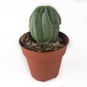 Euphorbia infausta - ø 8.5 cm - Sucunatura. Plantas crassulas como echeveria, kalanchoe, sedum, sempervivum, graptoveria y aeonium.