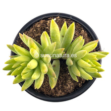 Load image into Gallery viewer, Sedum Brasil o Sedeveria Harry Butterfield - ø 10.5 cm - Sucunatura. Plantas crassulas como echeveria, kalanchoe, sedum, sempervivum, graptoveria y aeonium.
