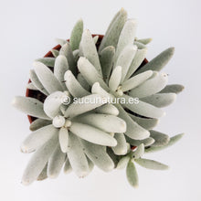 Cargar imagen en el visor de la galería, Senecio Haworthii Montblanc - ø 10.5 cm - Sucunatura. Plantas crassulas como echeveria, kalanchoe, sedum, sempervivum, graptoveria y aeonium.
