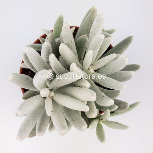 Senecio Haworthii Montblanc - ø 10.5 cm - Sucunatura. Plantas crassulas como echeveria, kalanchoe, sedum, sempervivum, graptoveria y aeonium.