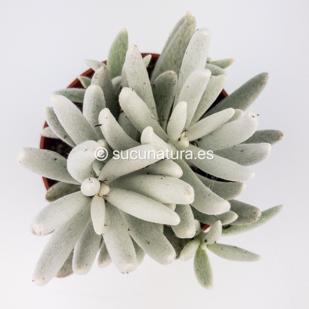 Senecio Haworthii Montblanc - ø 10.5 cm - Sucunatura. Plantas crassulas como echeveria, kalanchoe, sedum, sempervivum, graptoveria y aeonium.