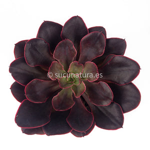 Echeveria Red Prince- ø 10.5 cm - Sucunatura. Plantas crassulas como echeveria, kalanchoe, sedum, sempervivum, graptoveria y aeonium.