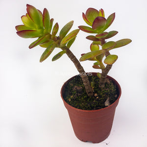 Jade - ø 5.5 cm - Sucunatura. Plantas crassulas como echeveria, kalanchoe, sedum, sempervivum, graptoveria y aeonium.