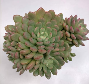 Graptoveria Bashfull - ø 14 cm - Sucunatura. Plantas crassulas como echeveria, kalanchoe, sedum, sempervivum, graptoveria y aeonium.