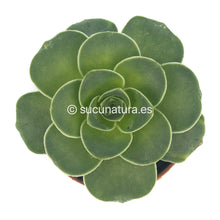 Load image into Gallery viewer, Greenovia - ø 5.5 cm - Sucunatura. Plantas crassulas como echeveria, kalanchoe, sedum, sempervivum, graptoveria y aeonium.
