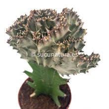 Load image into Gallery viewer, Euphorbia lactea cristata injerto pink (cactus catedral, también llamada African milk)- ø 8.5 cm - Sucunatura. Plantas crassulas como echeveria, kalanchoe, sedum, sempervivum, graptoveria y aeonium.
