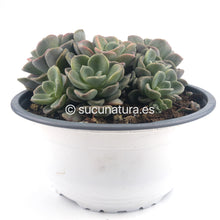 Load image into Gallery viewer, Echeveria Orpet form bouquet- ø 14 cm - Sucunatura. Plantas crassulas como echeveria, kalanchoe, sedum, sempervivum, graptoveria y aeonium.
